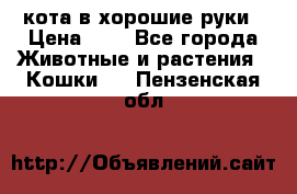 кота в хорошие руки › Цена ­ 0 - Все города Животные и растения » Кошки   . Пензенская обл.